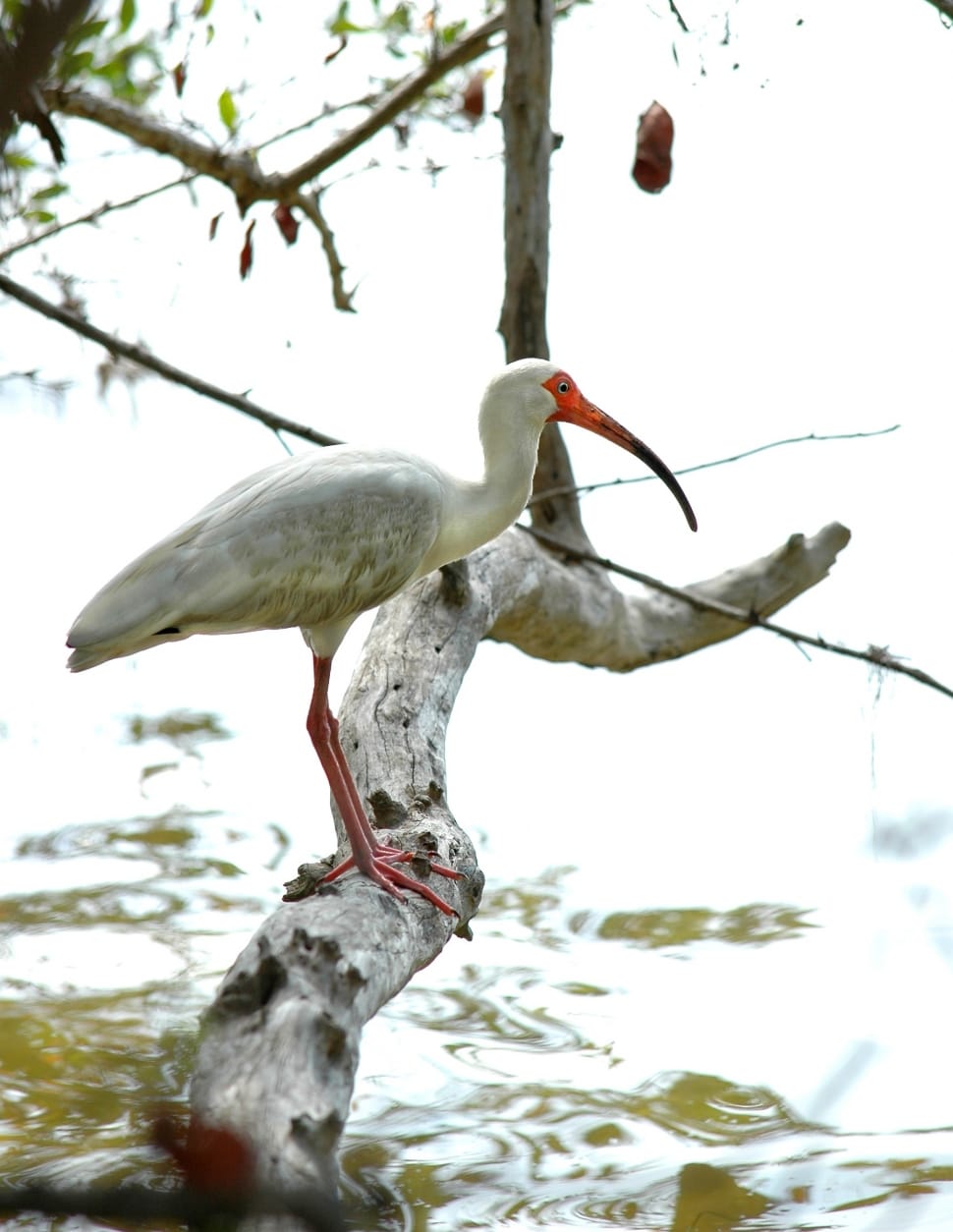american white ibis preview