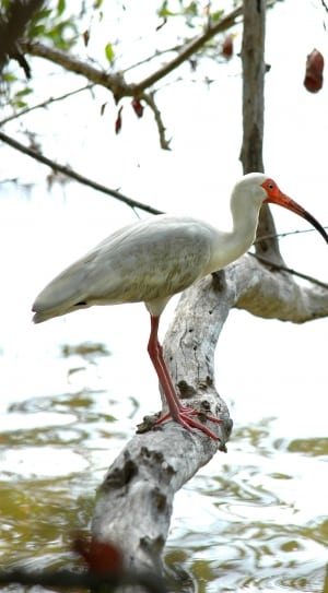american white ibis thumbnail