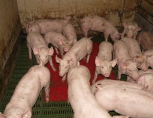 group of piglets thumbnail