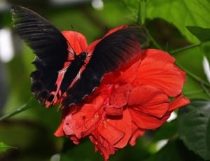 black and white butterfly on red petaled flower thumbnail