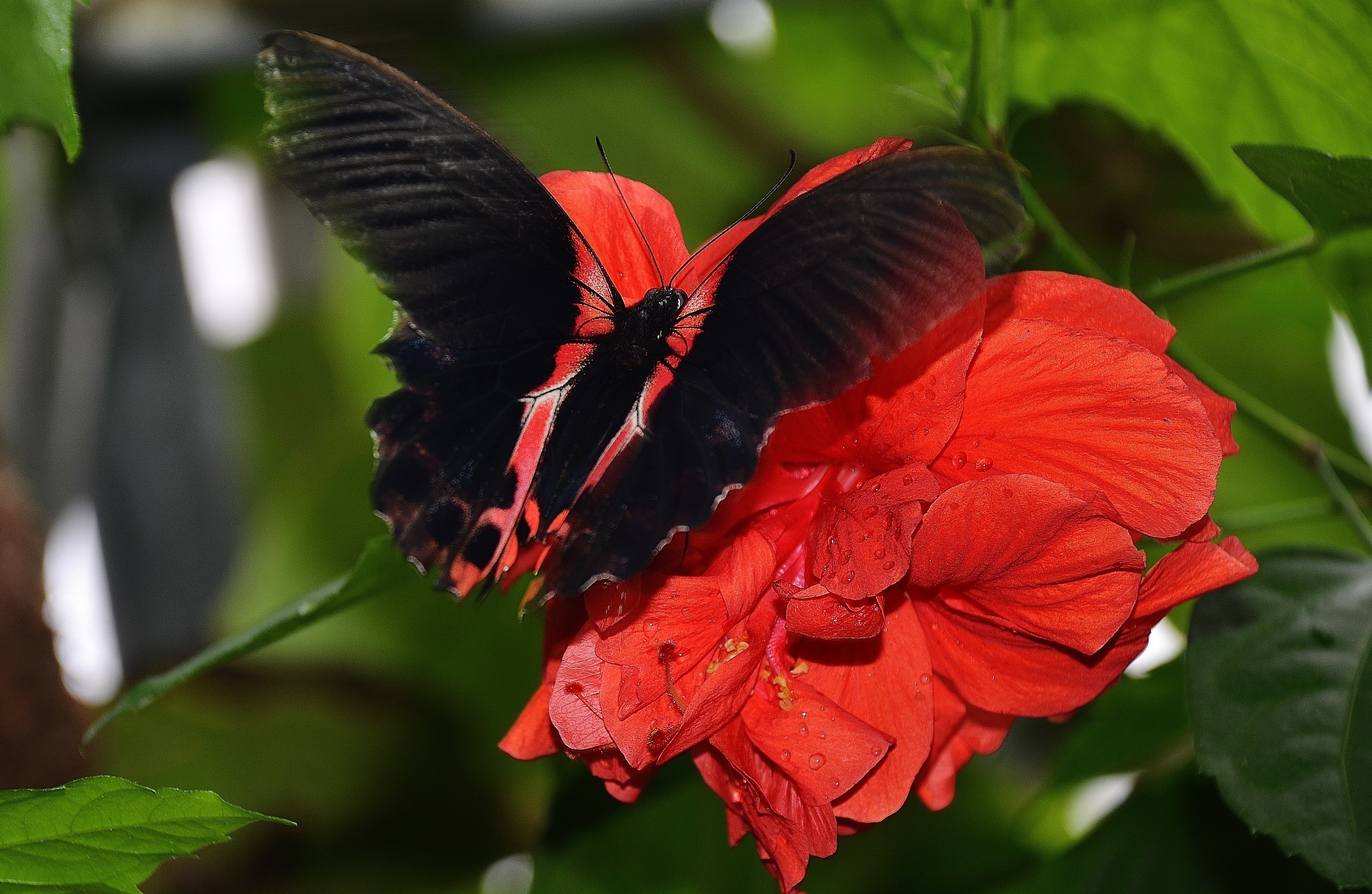 black and white butterfly on red petaled flower