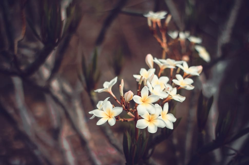 selective focus photography of white petaled flower preview