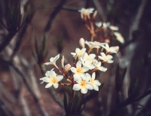 selective focus photography of white petaled flower thumbnail