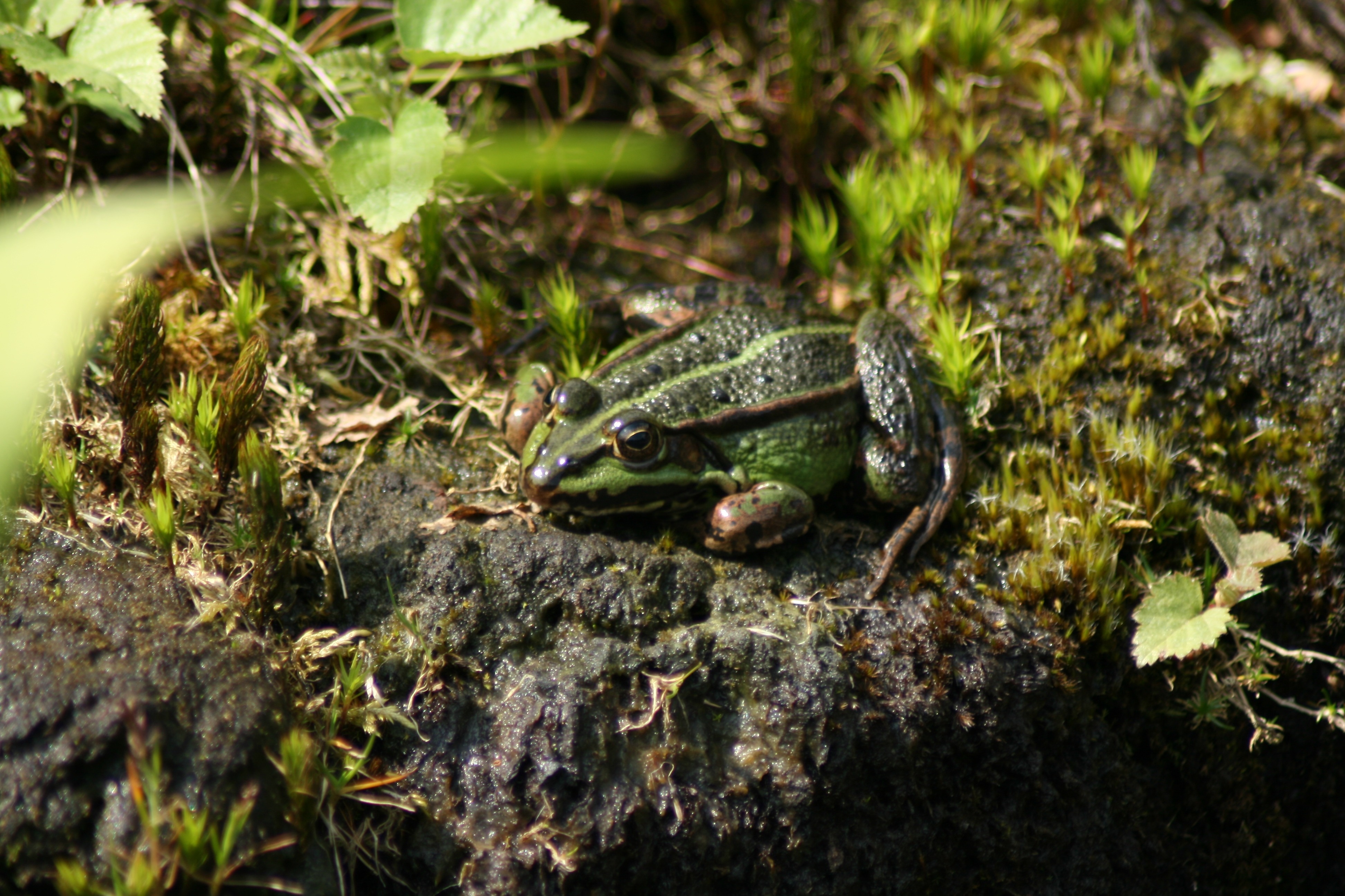 green and gray frog