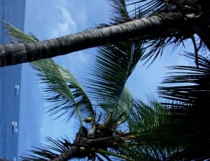 coconut tree thumbnail