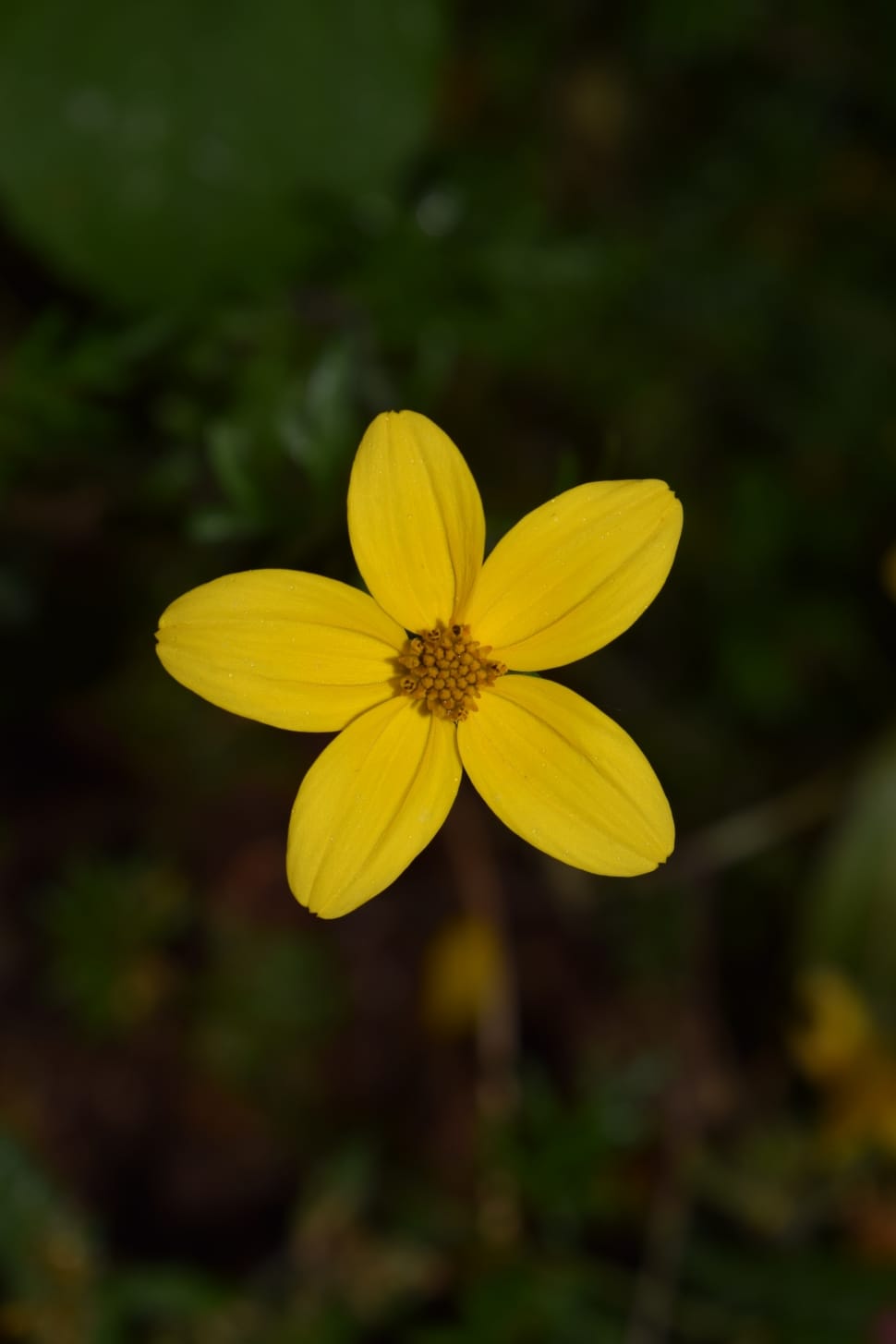 yellow cosmos flower preview