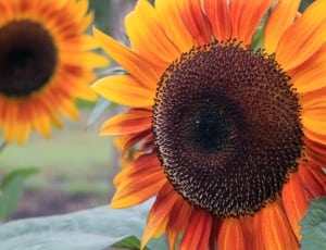 orange sunflowers thumbnail