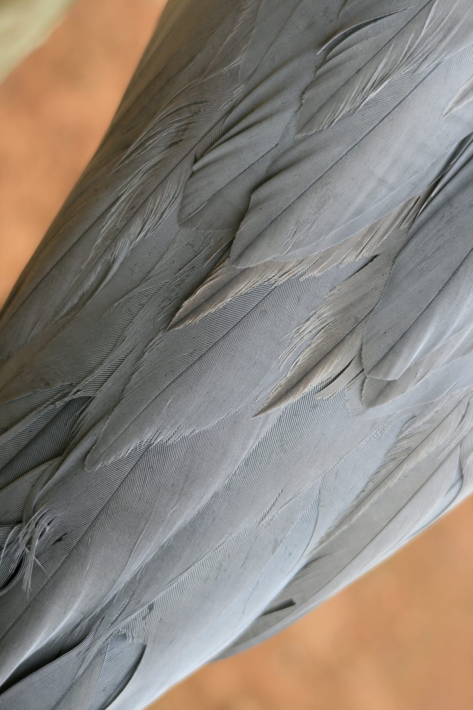 gray feather animal preview