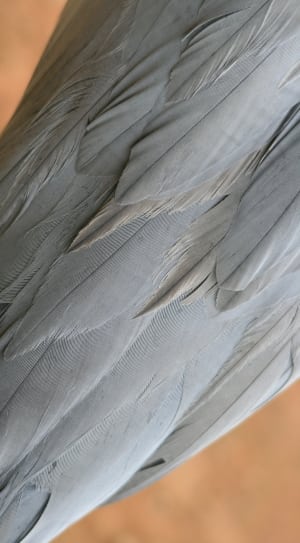 gray feather animal thumbnail