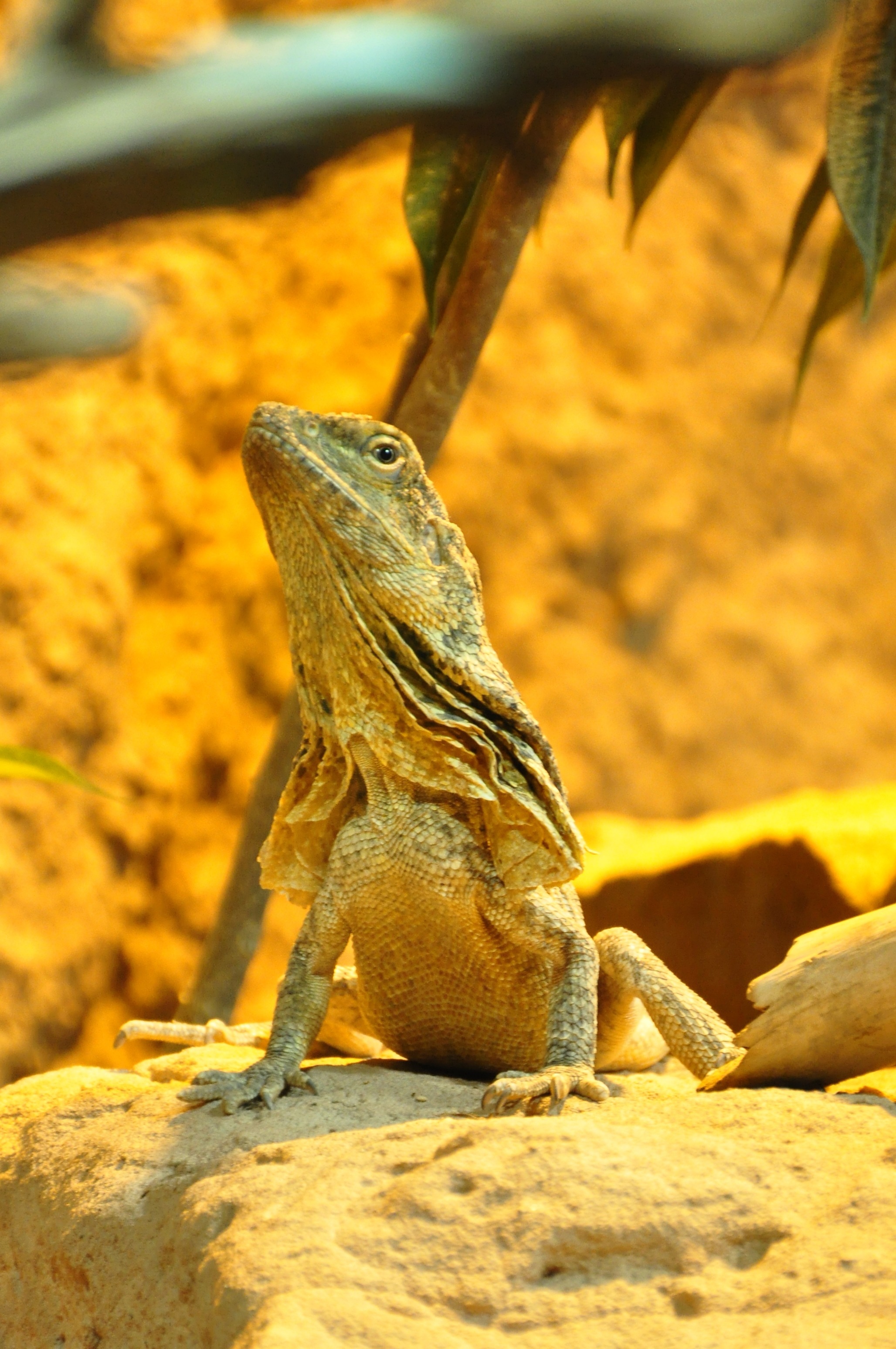 brown and gray lizard