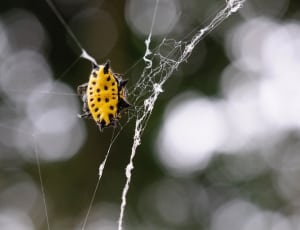 yellow and black spike back spider thumbnail