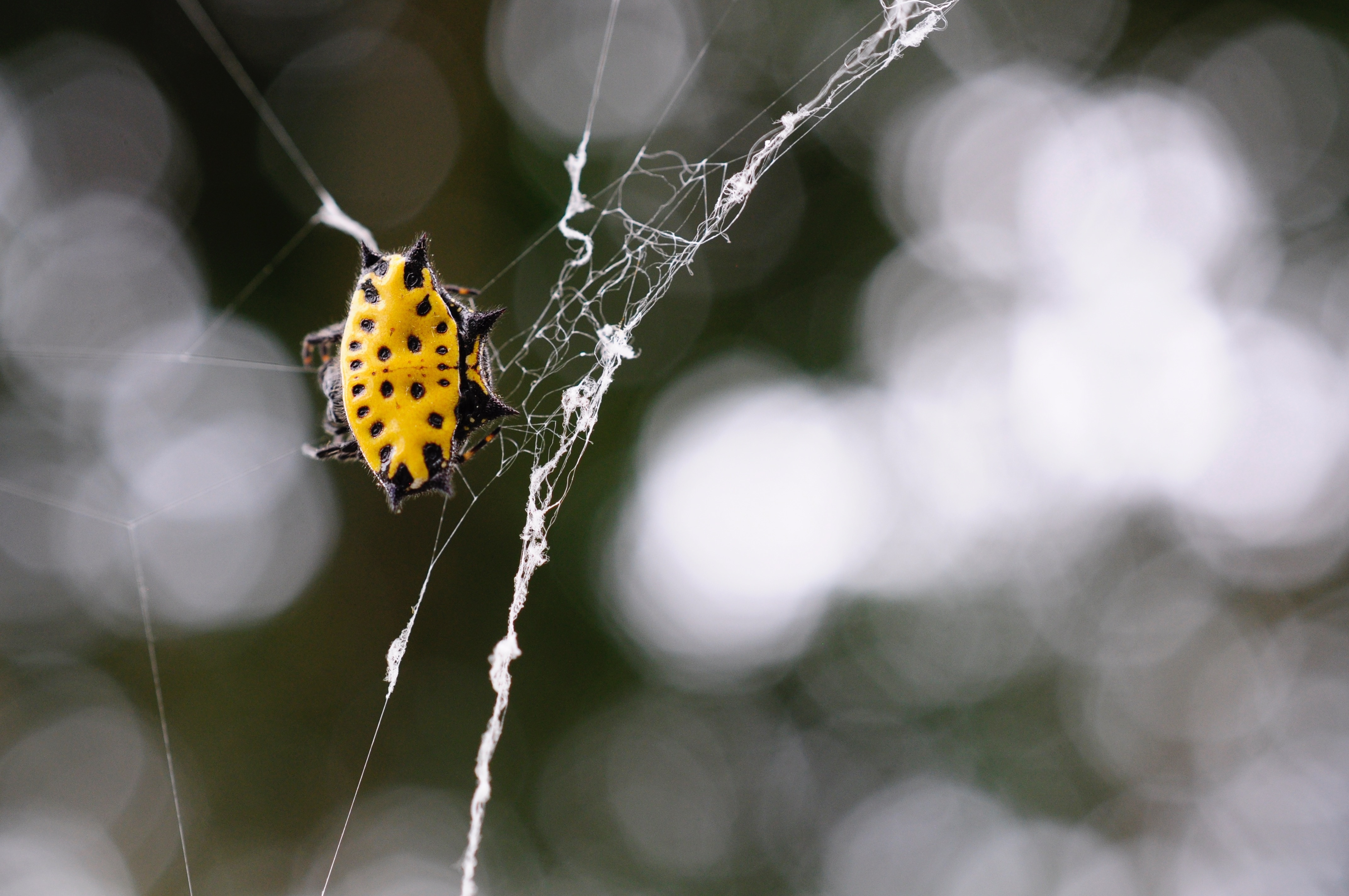 yellow and black spike back spider