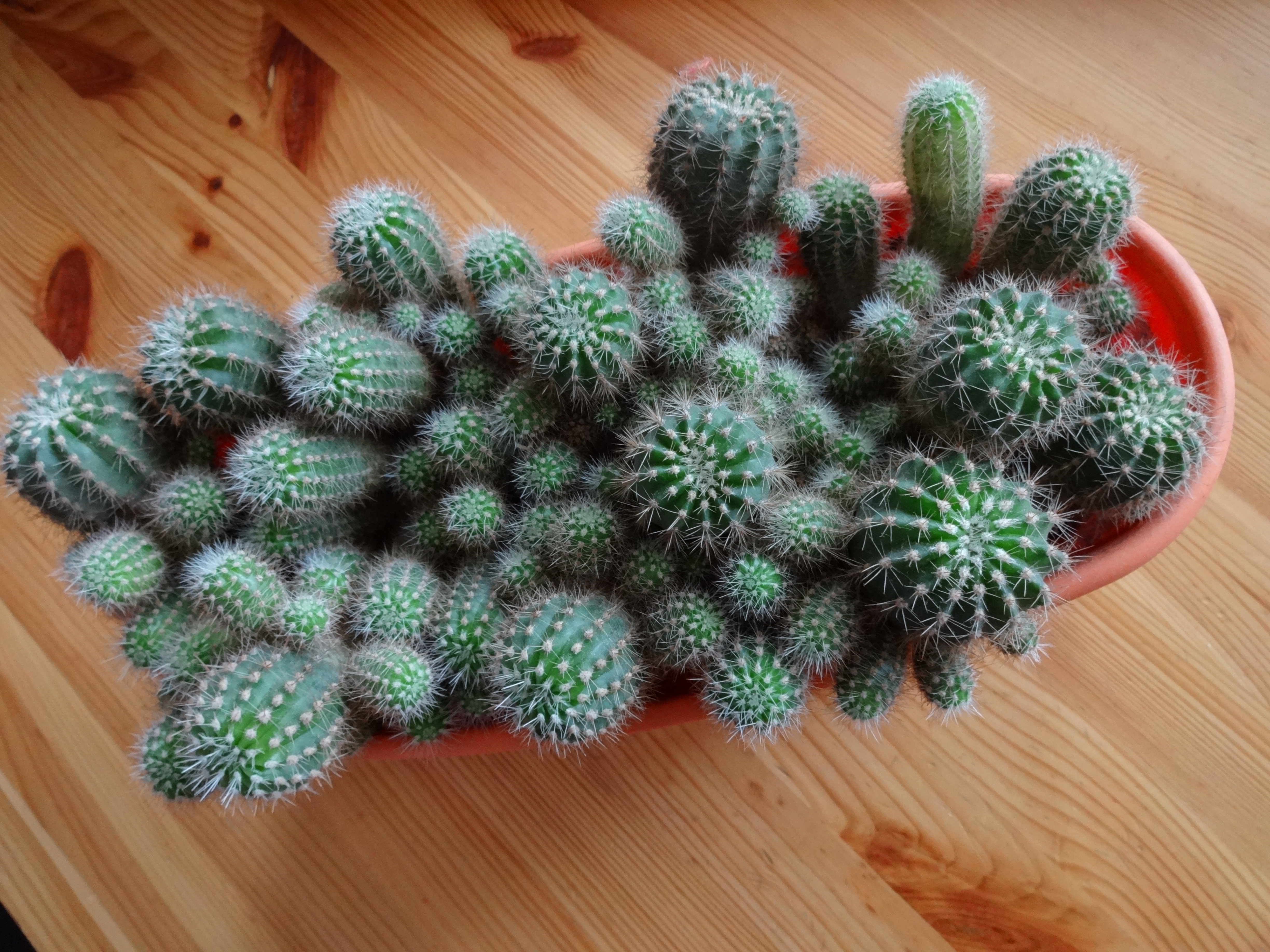 green cactus