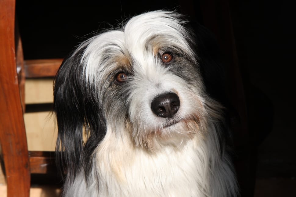 white and tan long coat medium size dog free image - Peakpx