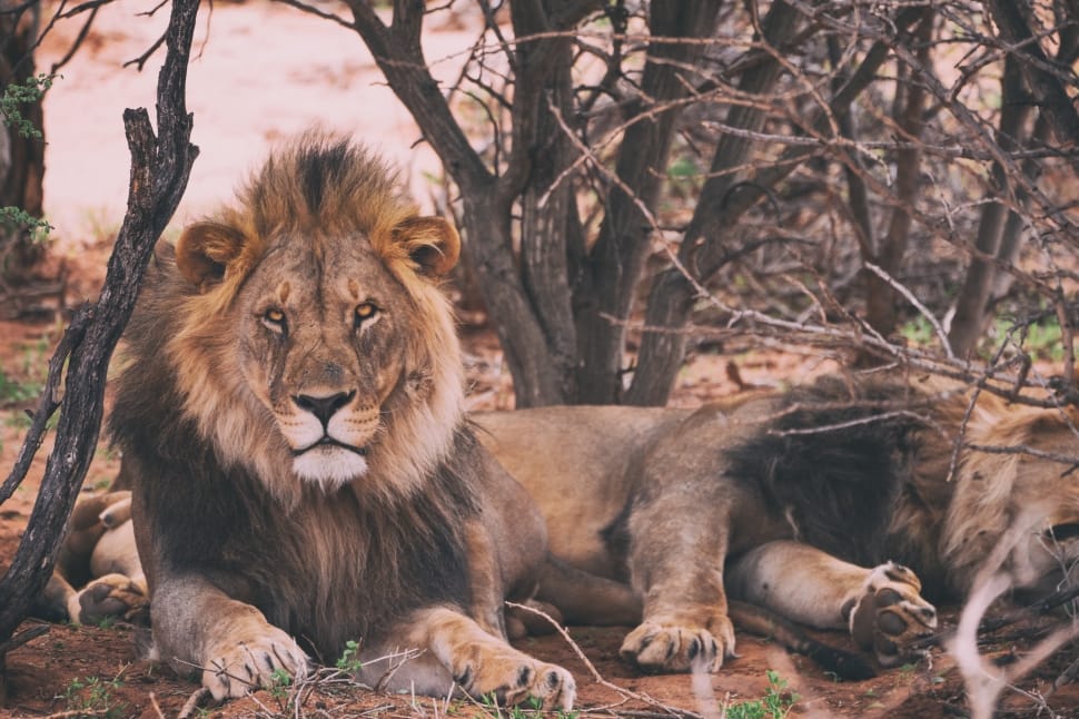 two brown lions lying on ground portrait preview