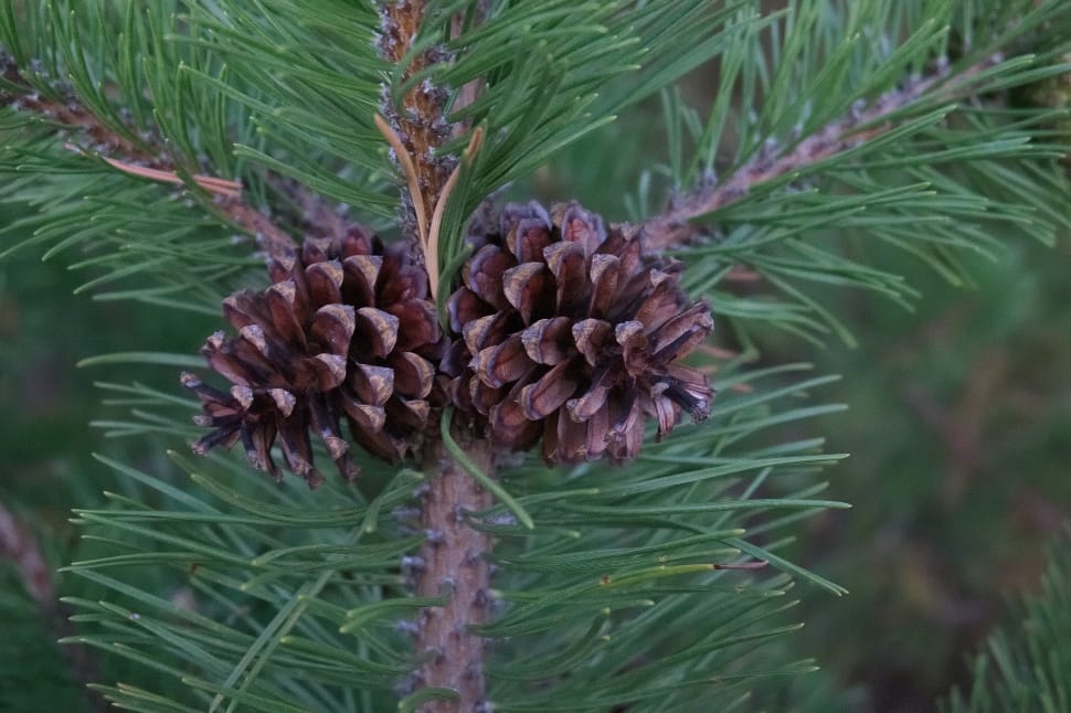 brown pine cone preview