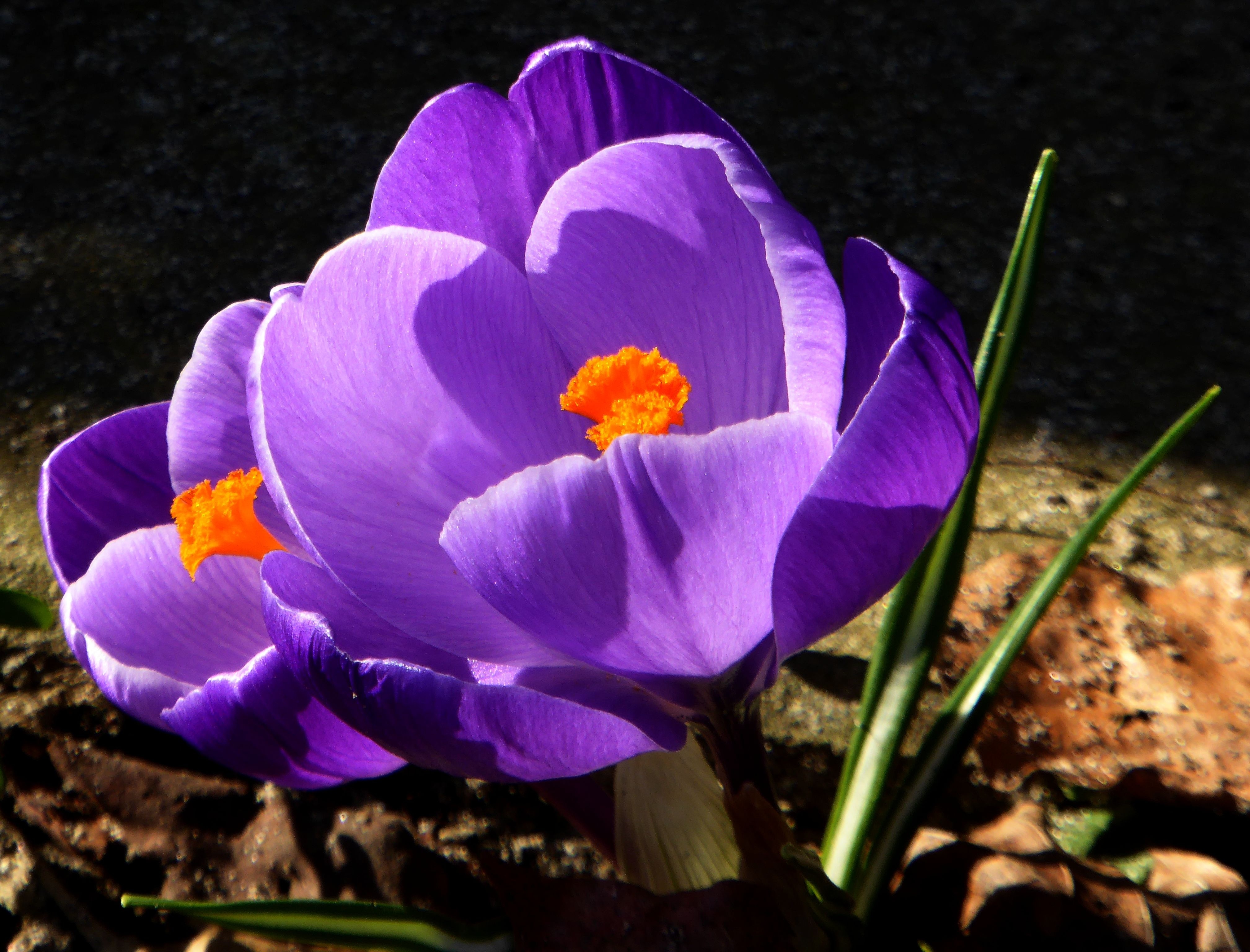 pink crocus flowers