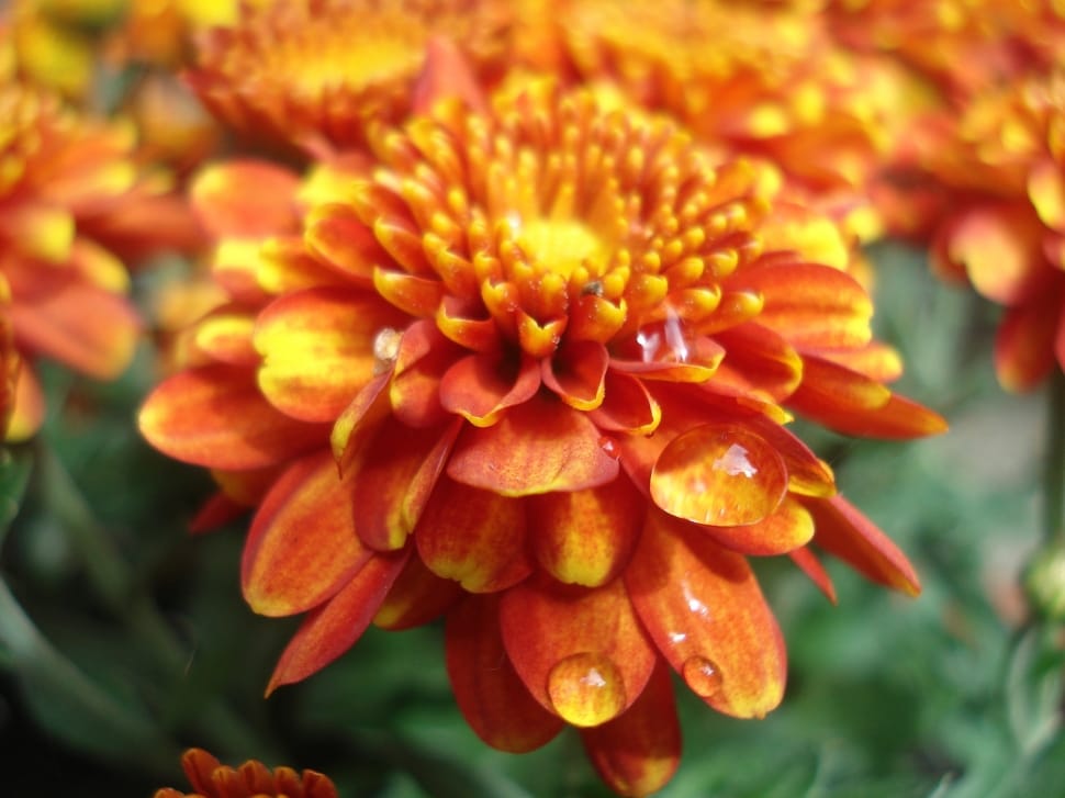orange and yellow chrysanthemum preview