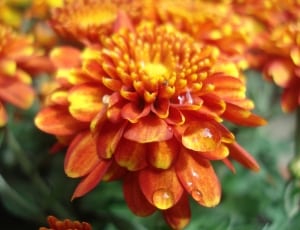 orange and yellow chrysanthemum thumbnail