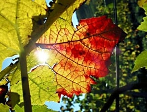 green red and yellow leaves thumbnail