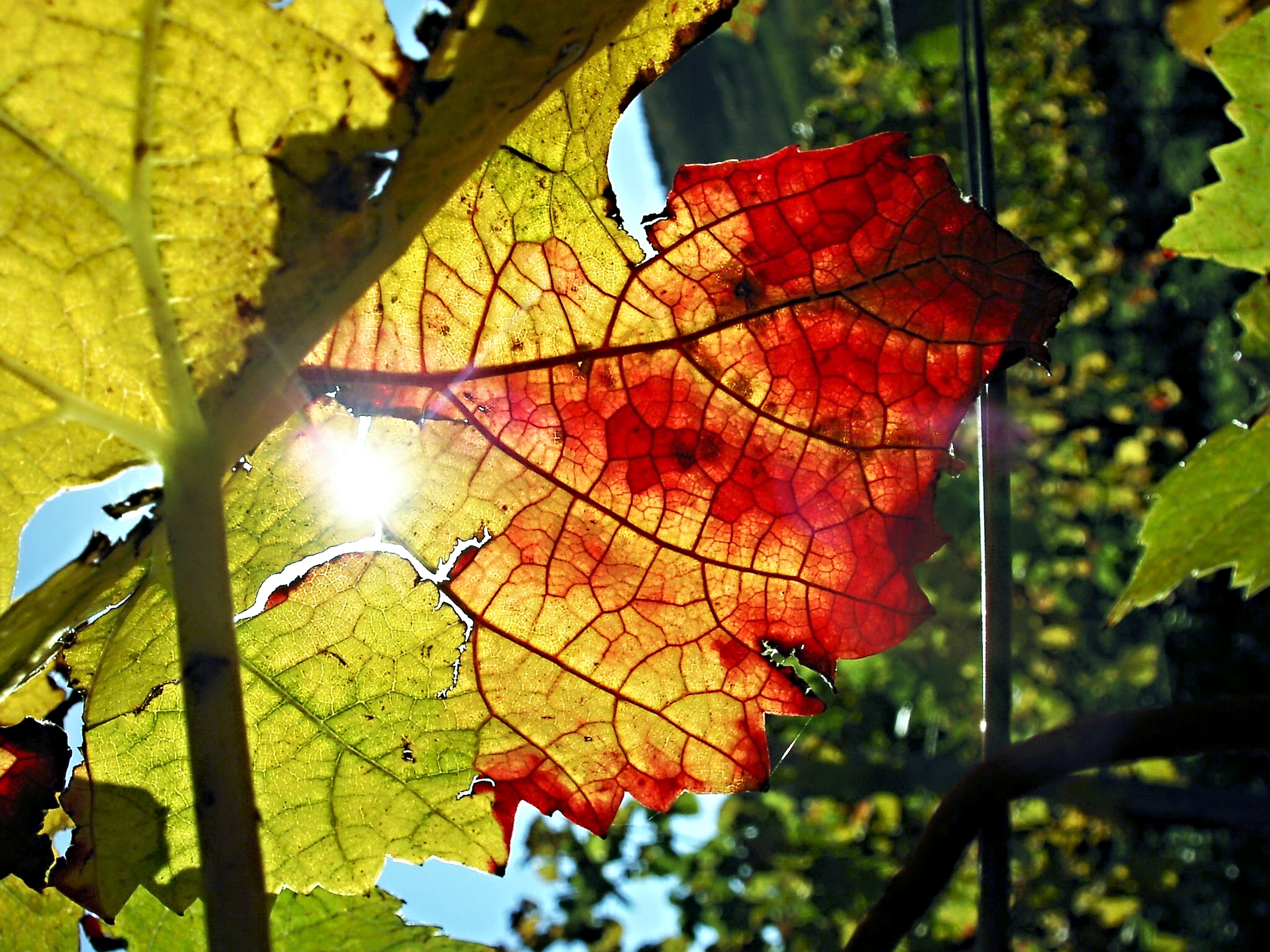 green red and yellow leaves