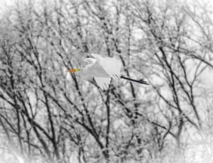 white bird flying during daytime thumbnail
