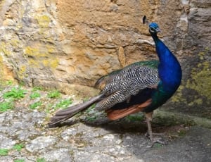 blue and black peacock thumbnail
