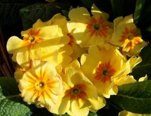 yellow and orange petaled flowers thumbnail