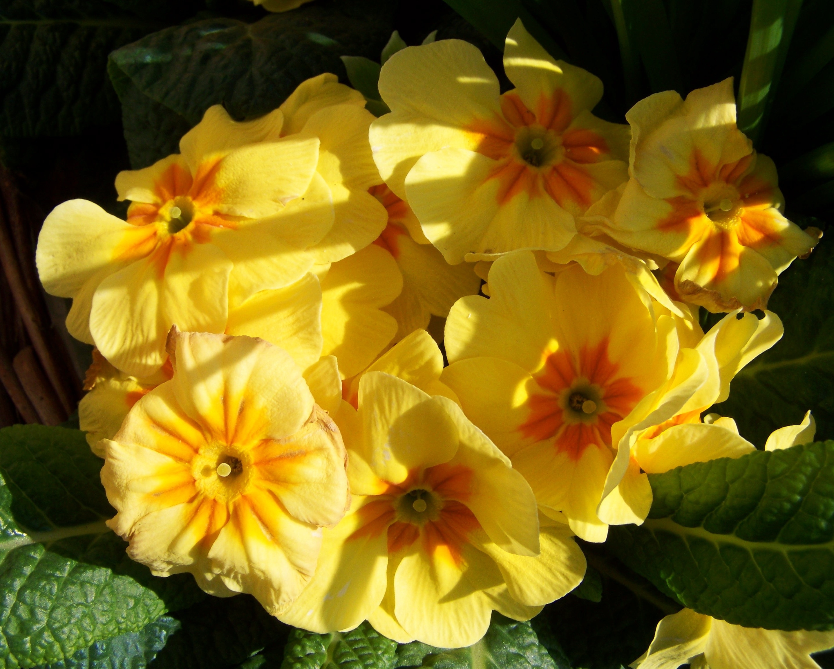 yellow and orange petaled flowers
