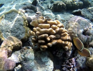 brown coral reef thumbnail