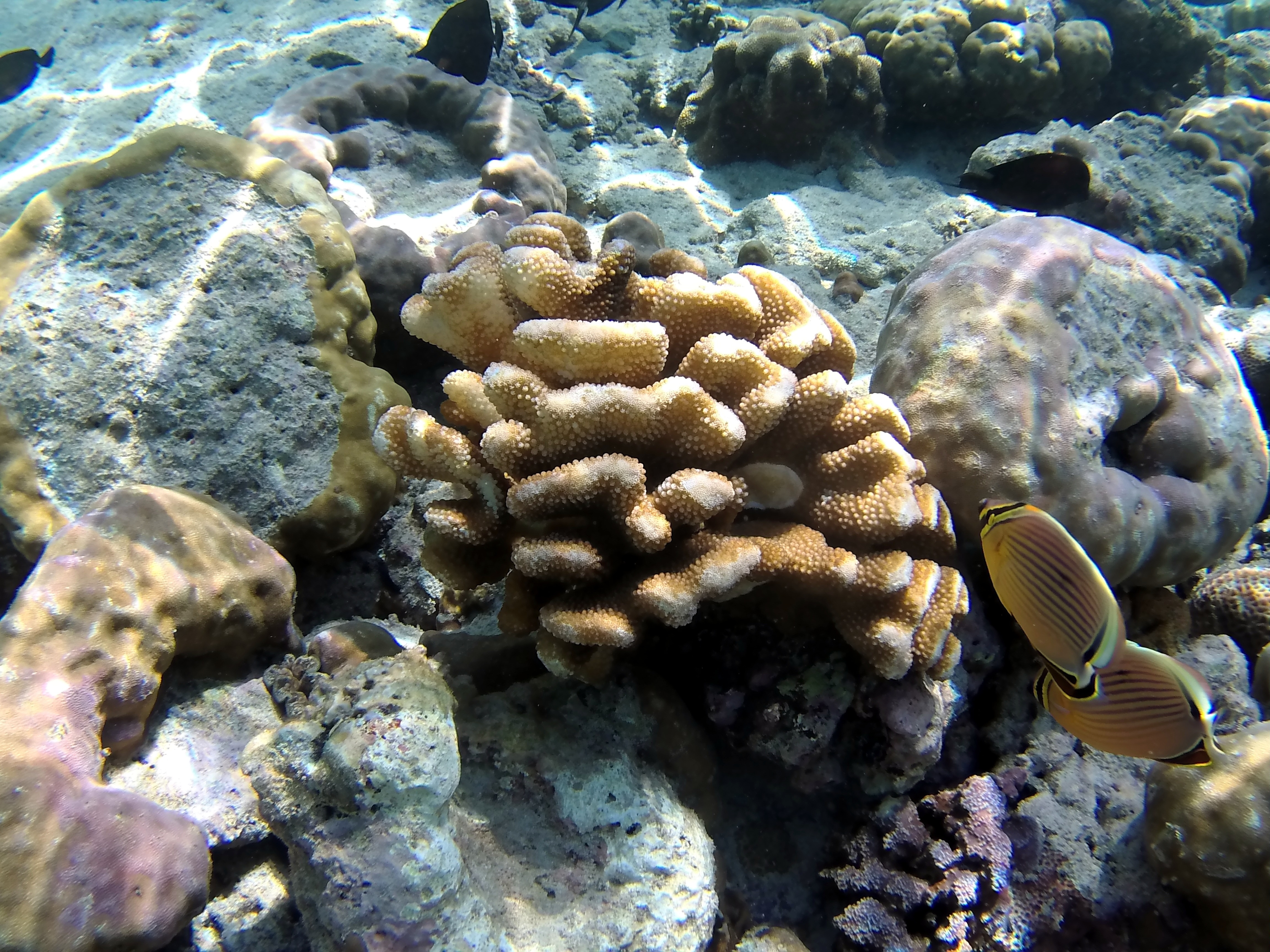 brown coral reef