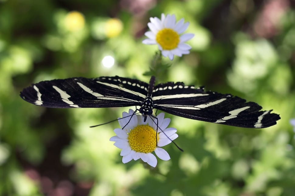 black and white butterfly preview