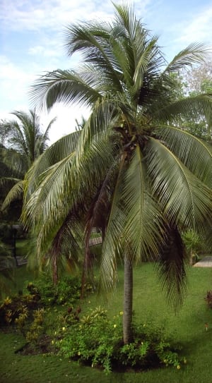 palm tree thumbnail