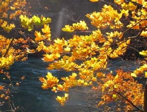yellow leafed trees thumbnail