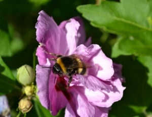 black and brown bee and purple flower thumbnail