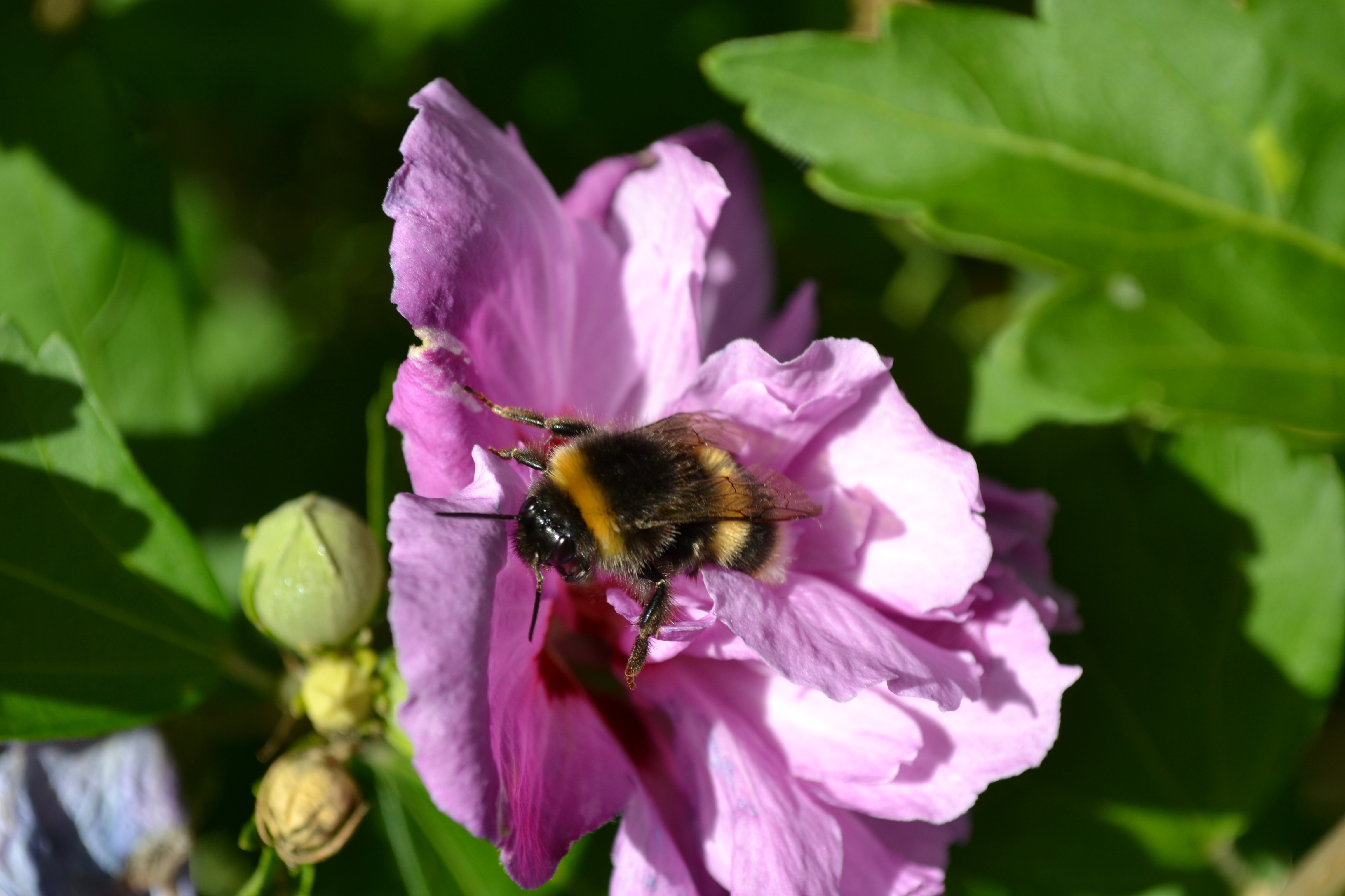 black and brown bee and purple flower