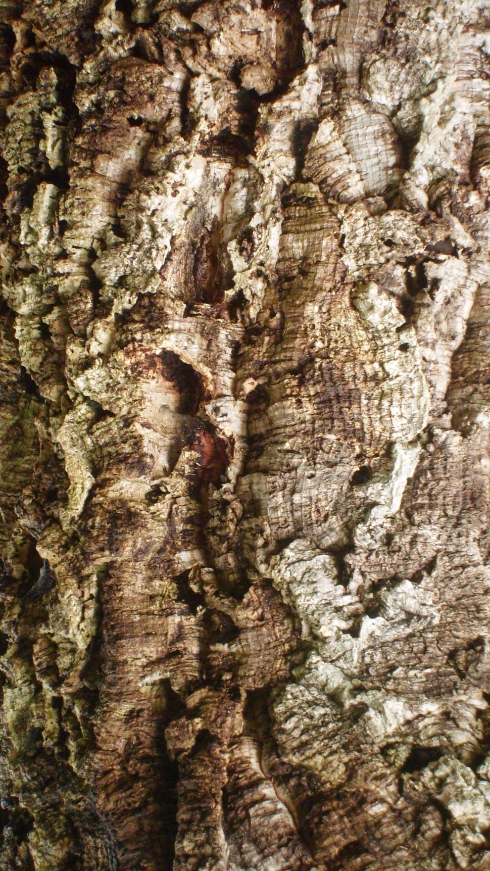 brown tree bark preview