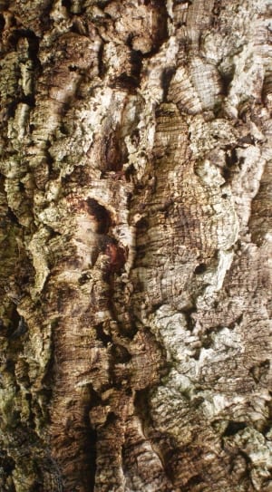 brown tree bark thumbnail