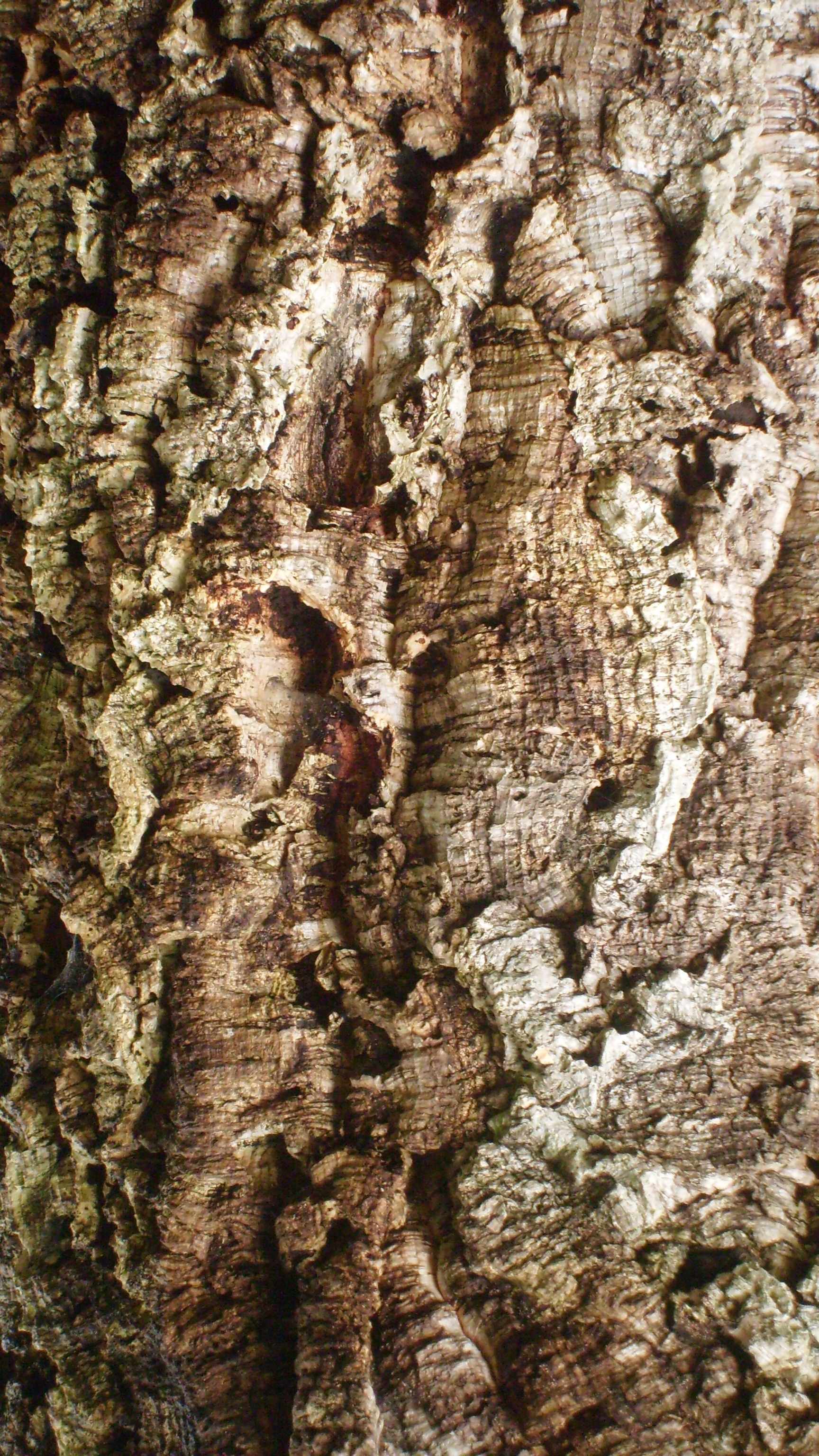 brown tree bark