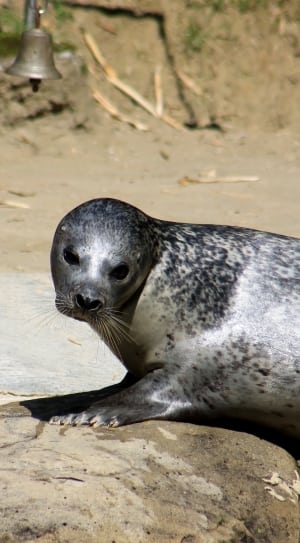 gray and black seal along the shore thumbnail