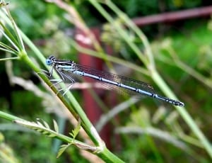 blue and white damselfly thumbnail