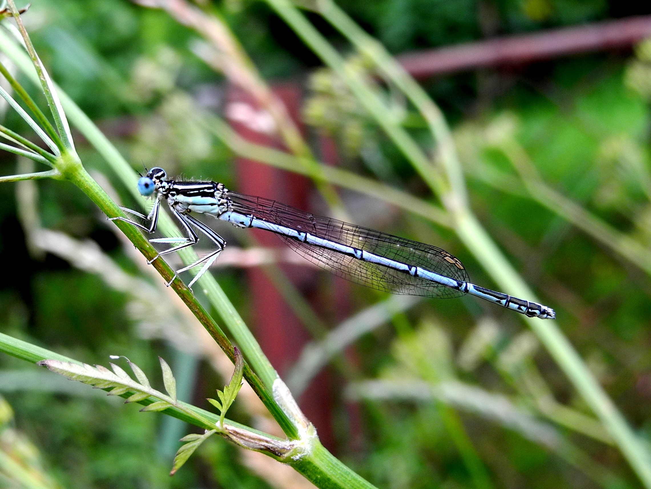 blue and white damselfly