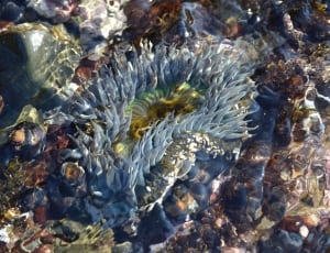 blue coral reef thumbnail