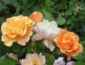 white orange and yellow flower thumbnail