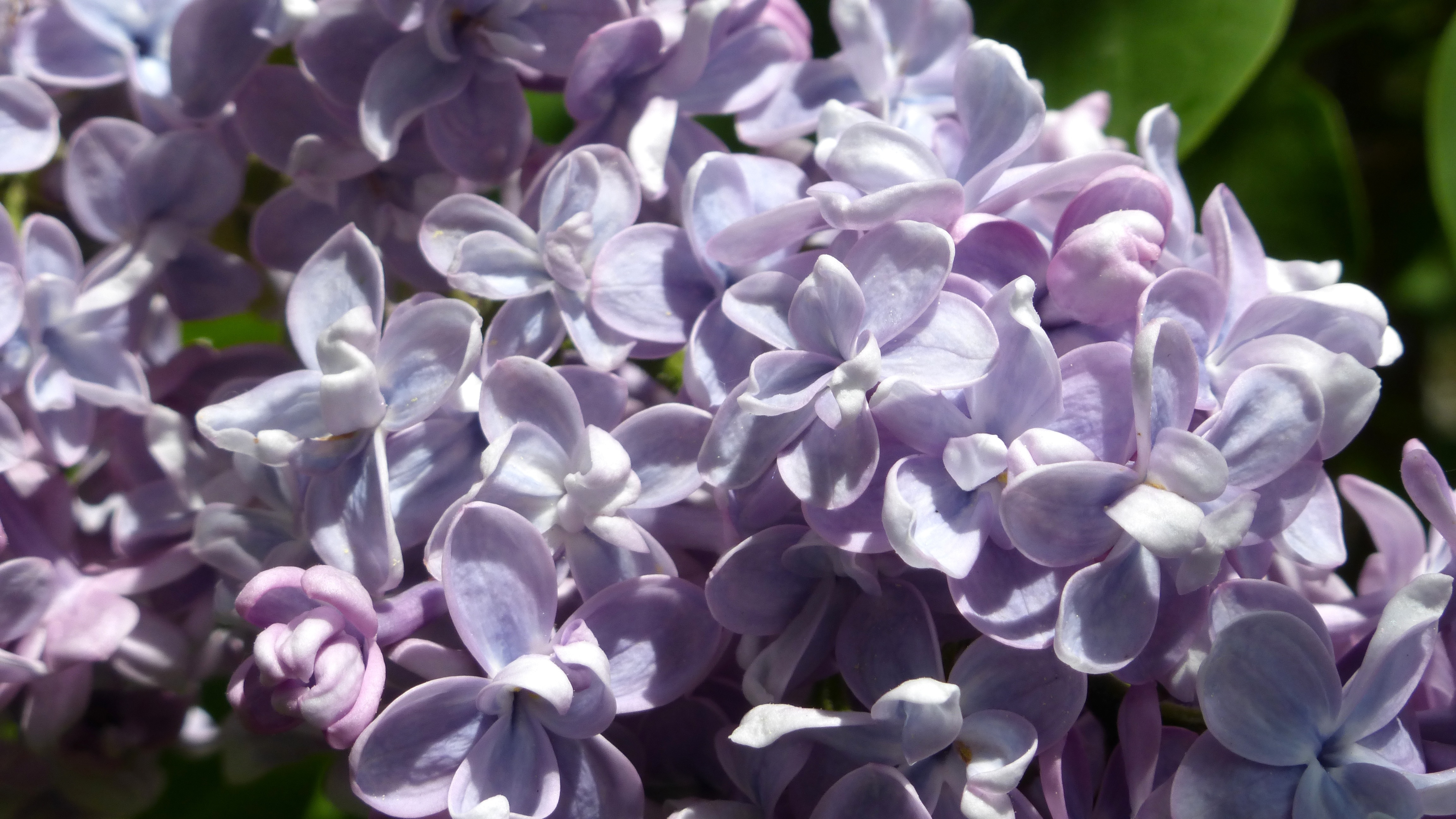 Purple lilac