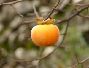 appricot fruit thumbnail