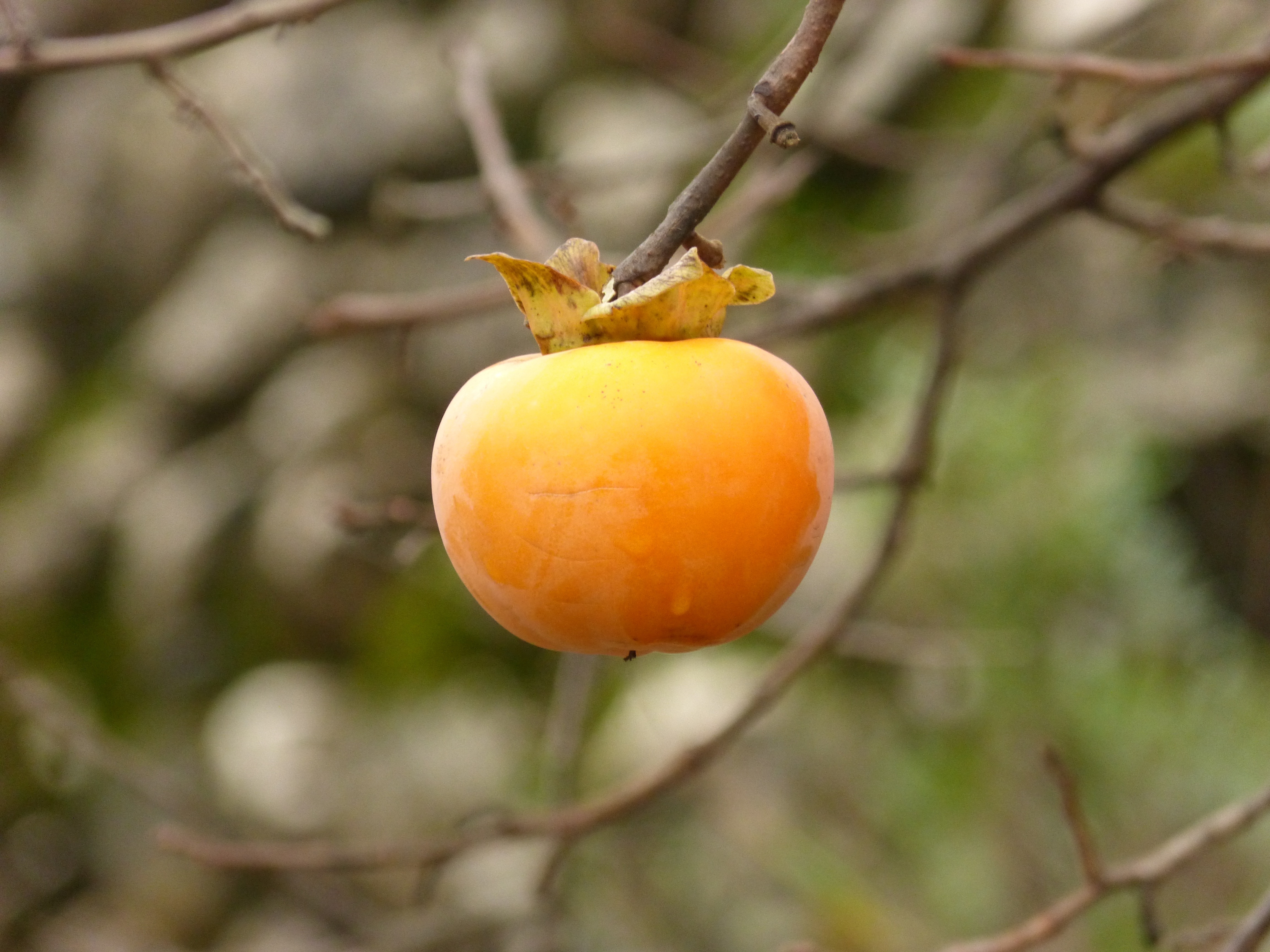 appricot fruit