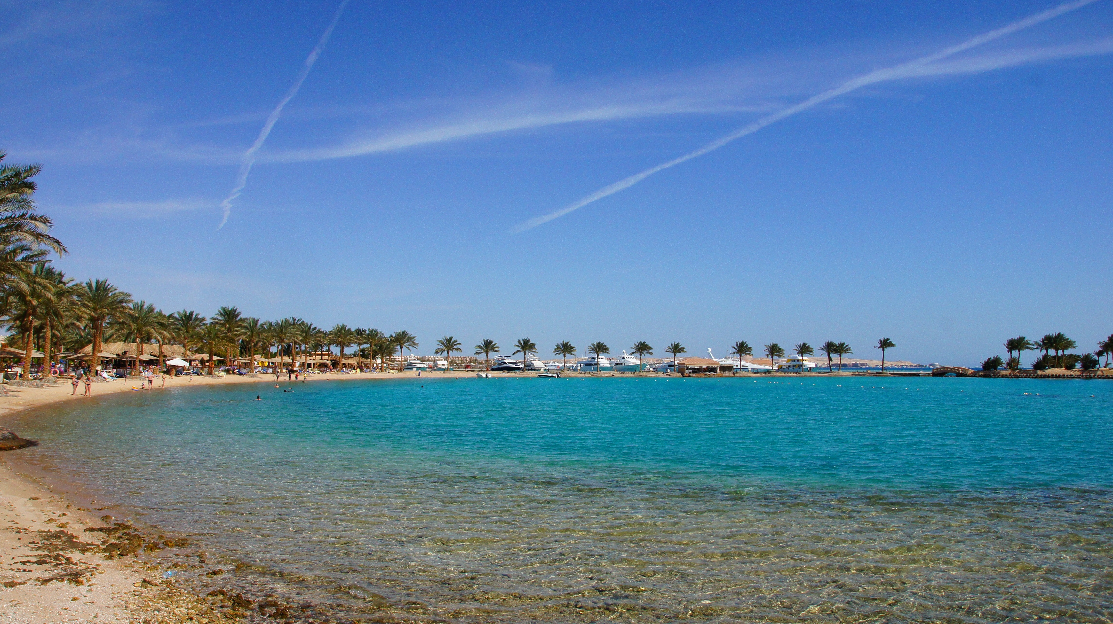 palm tree near seashore with clear sky photo