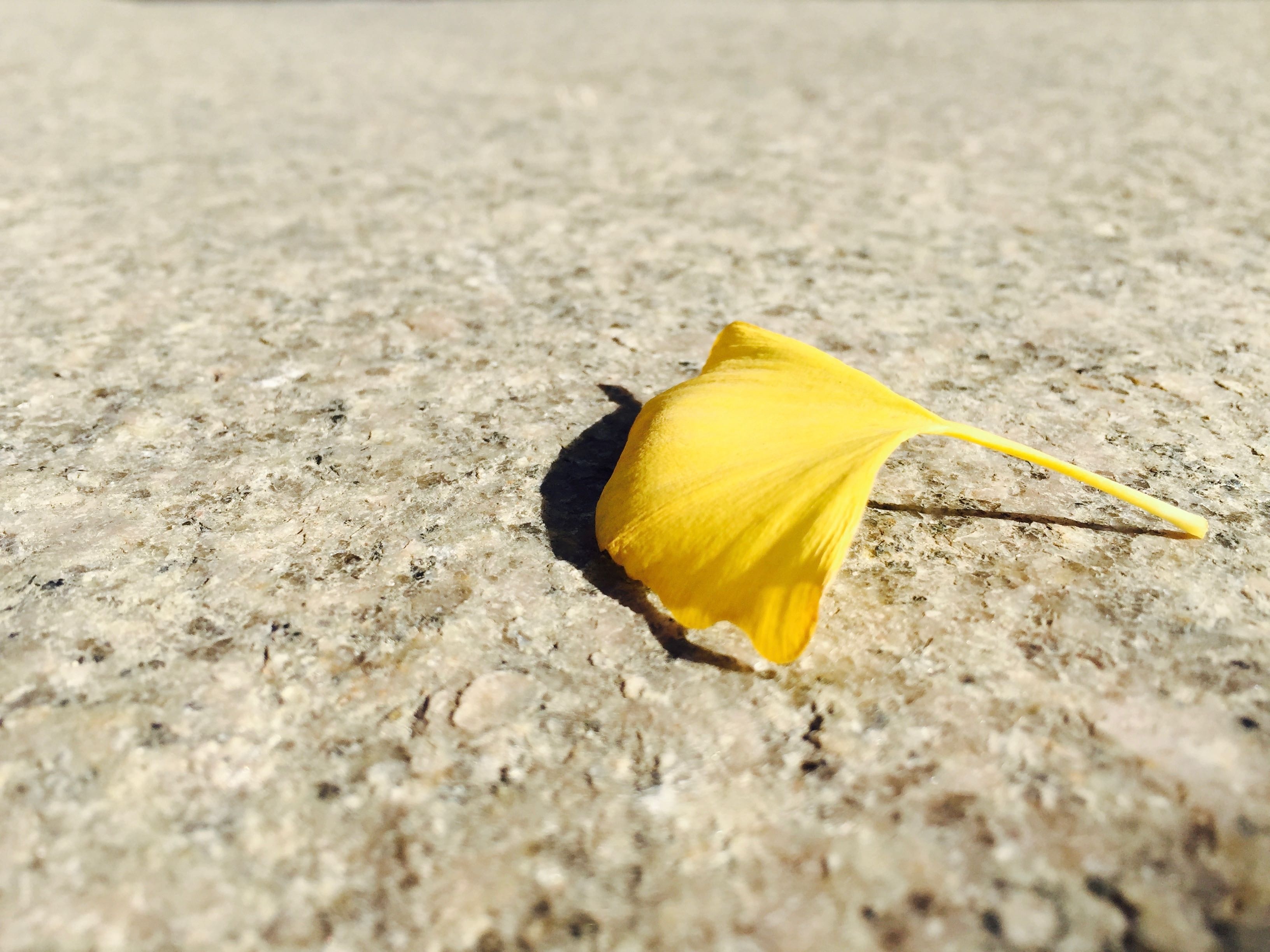 yellow flower petal