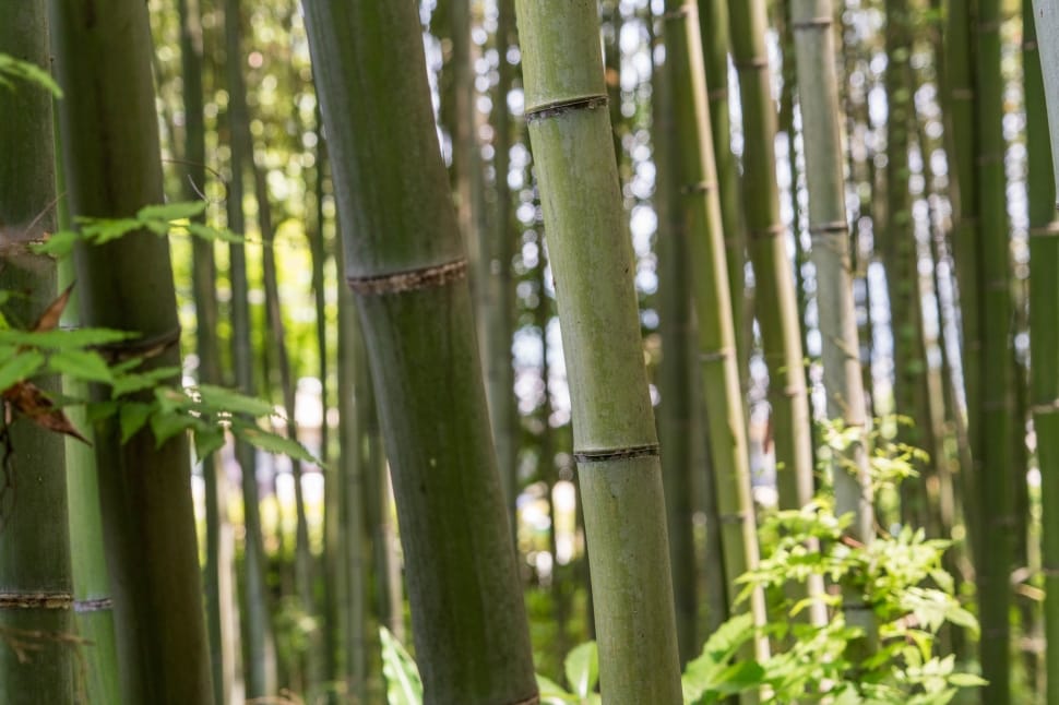 bamboo trees preview